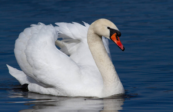 Swan. Mute swan. A beautiful swan is floating on the river - Foto, Bild