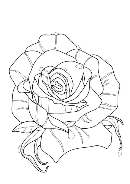 Rózsa virág rajz illusztráció. Fekete-fehér, fehér háttérrel. Festőkönyv felnőtt és idősebb gyermekek számára. - Vektor, kép