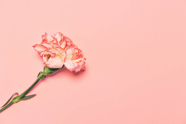Creative layout made of colorful carnation flower on pastel background. Copy space. Flat lay. Nature concept - Фото, изображение