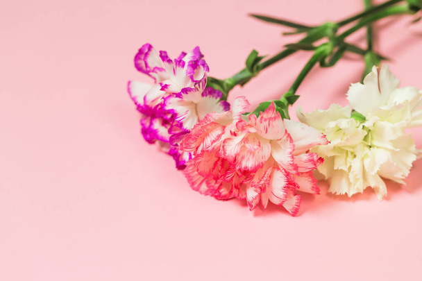 Bouquet of colorful carnation flowers on pastel background close up. Copy space. Nature concept - Photo, Image