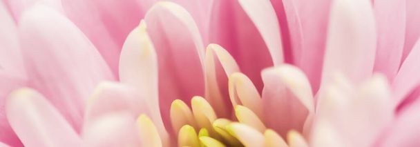 Retro művészet, vintage kártya és botanikai koncepció - Absztrakt virágos háttér, rózsaszín krizantém virág. Makró virágok háttér nyaralás márka design - Fotó, kép