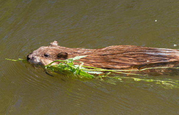 Muskrat, musquash, ondatra, Ondatra zibethicus. Misk faresi, dişlerinde yeşil bir dalla nehirde yüzer. - Fotoğraf, Görsel