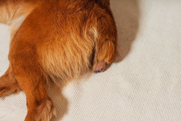 野良犬の切断されたドックの尾。赤い犬の閉鎖の後半部分。ドッキング切断された犬の尾 - 写真・画像