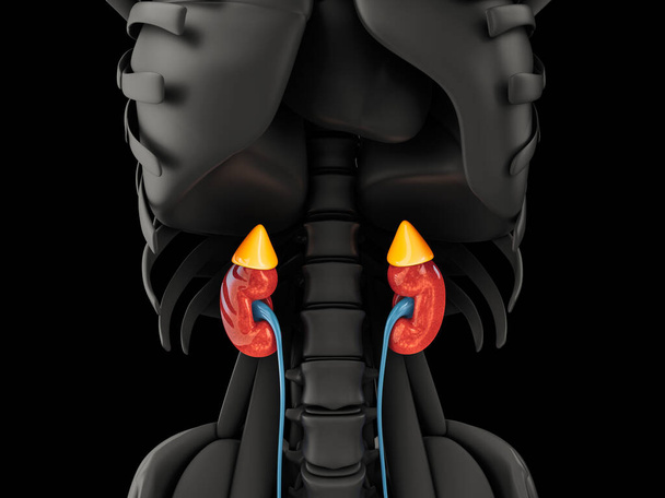 3D απεικόνιση του νεφρού. Επιστημονική ιατρική εκπαιδευτικό υλικό, clipping διαδρομή περιλαμβάνονται - Φωτογραφία, εικόνα