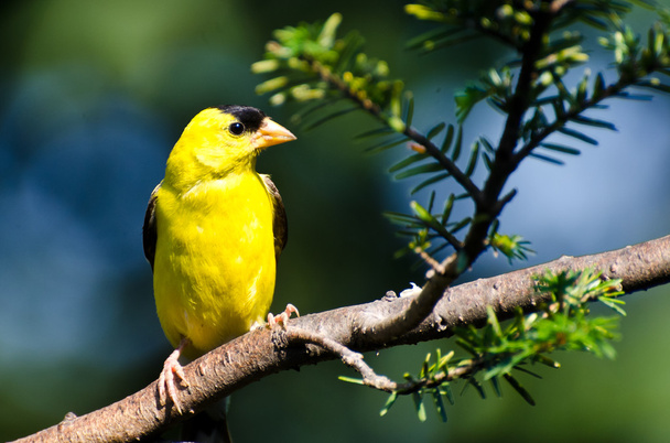 Male American Goldfinch Perched in a Tree - Фото, изображение