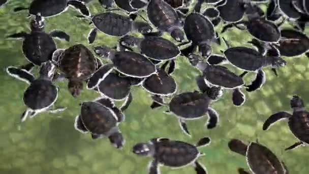 Baby Sea turtles - Footage, Video