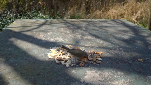 Ο Ευρωπαίος Robin (Erithacus rubecula) τρώει φαγητό στο τραπέζι - Πλάνα, βίντεο