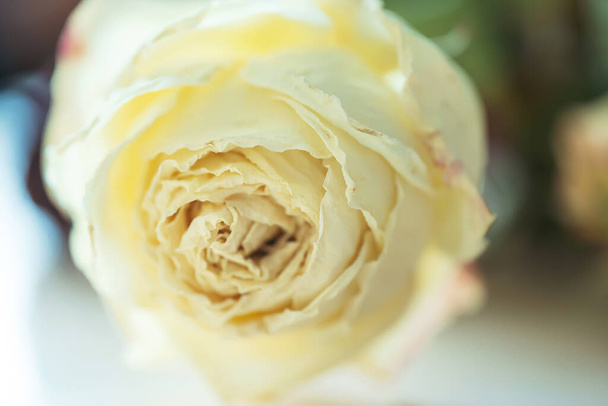 Biała kremowa róża. Sucha róża z bliska. Biała róża uschła Bud - Zdjęcie, obraz