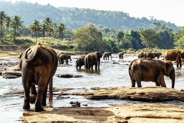 animal group of wild elephant came down to drink water in the stream river - Photo, Image