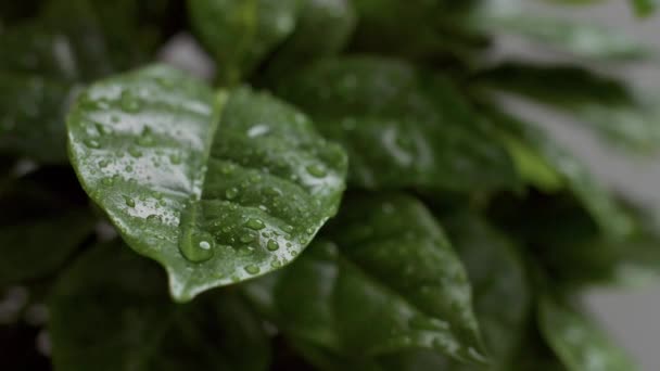 Arabische Kaffeepflanze Nahaufnahme des Blattes mit Wassertropfen darauf - Filmmaterial, Video