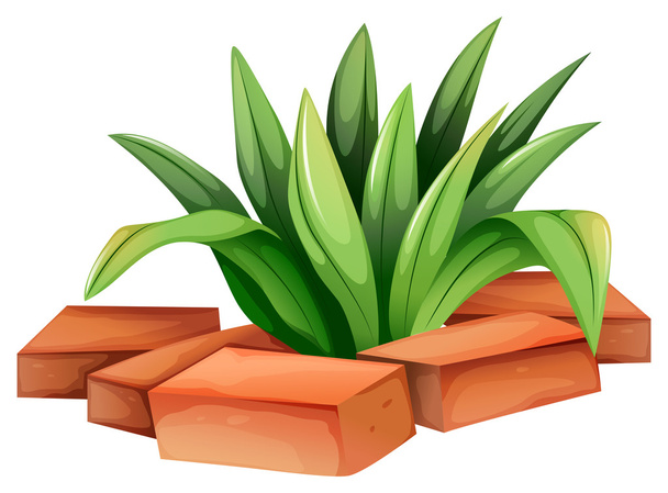 A plant with elongated leaves - Vector, Image