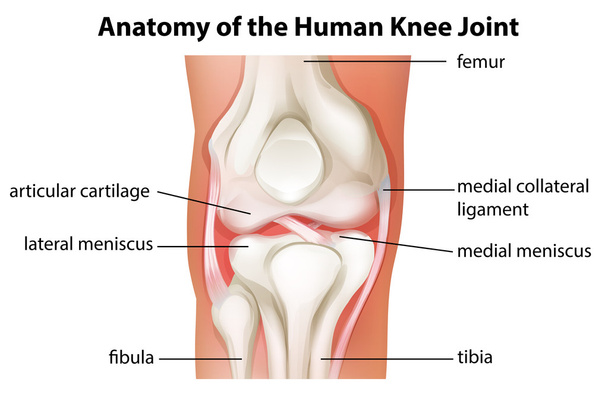 Anatomie des menschlichen Kniegelenks - Vektor, Bild