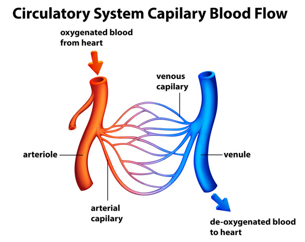 Sistema circulatorio - Flujo sanguíneo capilar
 - Vector, imagen
