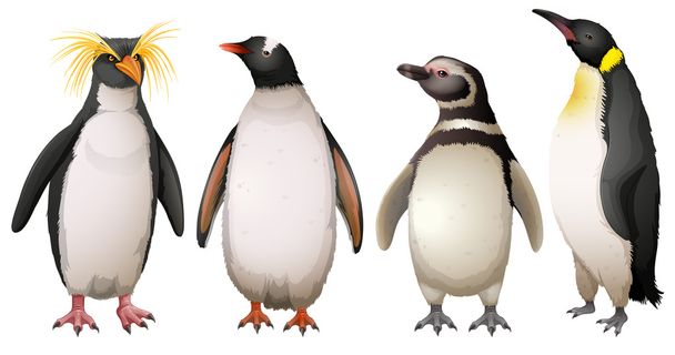 Pingviinit - Vektori, kuva