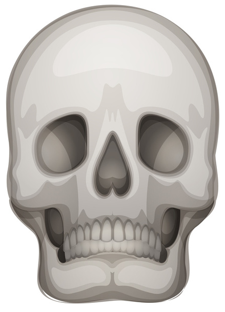 Un cráneo humano
 - Vector, Imagen