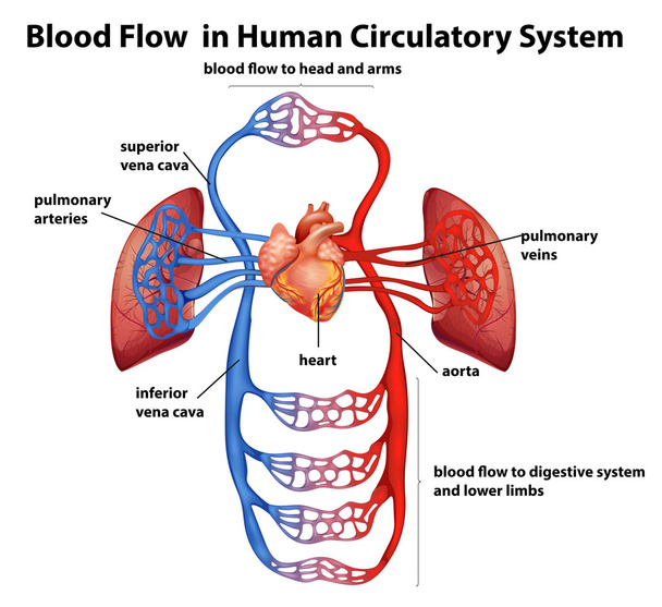 Кровообіг у кровоносній системі людини
 - Вектор, зображення