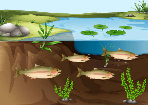 ein Ökosystem unter dem Teich - Vektor, Bild