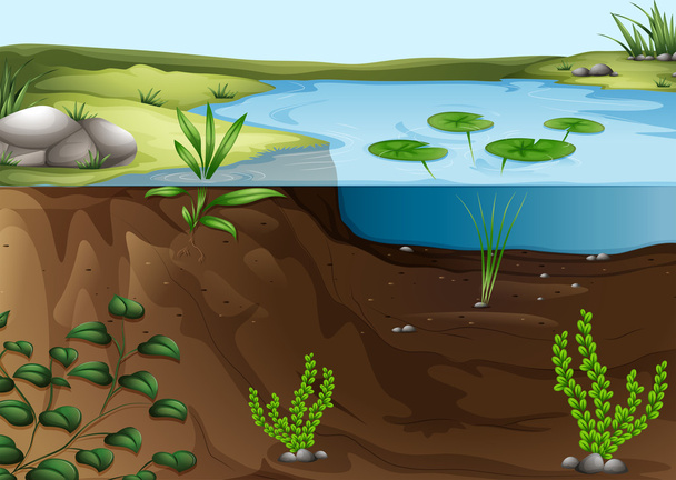 A pond ecosystem - Vettoriali, immagini