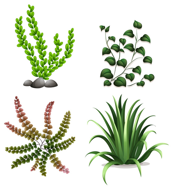 Plants - Vector, Image