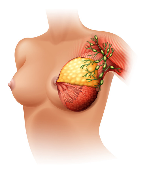 anatomia mamária
 - Vetor, Imagem