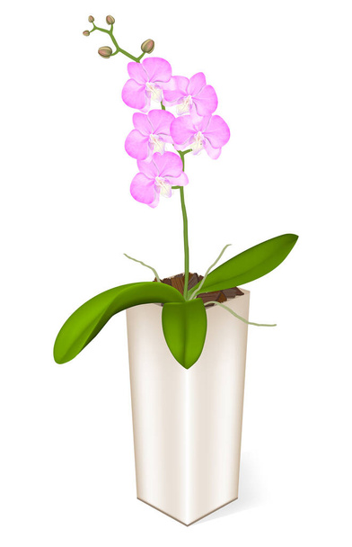 Orchidea rosa scuro realistica fiorita isolata con foglie verdi in un vaso rettangolare di platino su uno sfondo bianco
 - Vettoriali, immagini