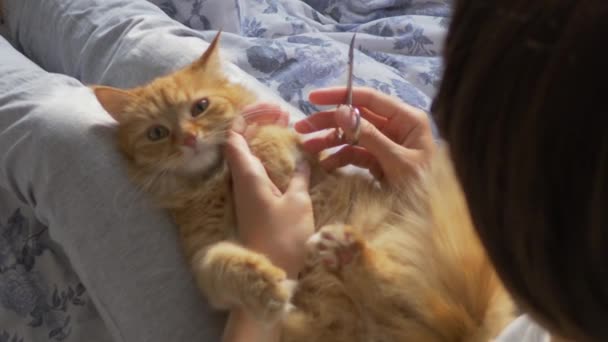 Woman sits in bed and cuts the claws of cute ginger cat scissors. Fluffy pet purring with pleasure, then resists. Morning bedtime in cozy home. - Záběry, video