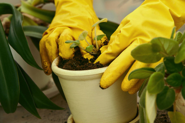 Gardeners hand planting flowers in pot - Foto, Imagem