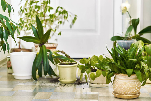Home plants on the floor. - Foto, Imagen
