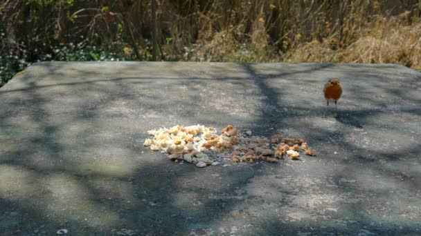 Le Robin des bois (Erithacus rubecula) mange de la nourriture sur la table
 - Séquence, vidéo