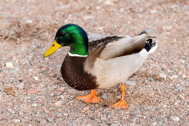 Dabbling Ducks  Ducks Unlimited
