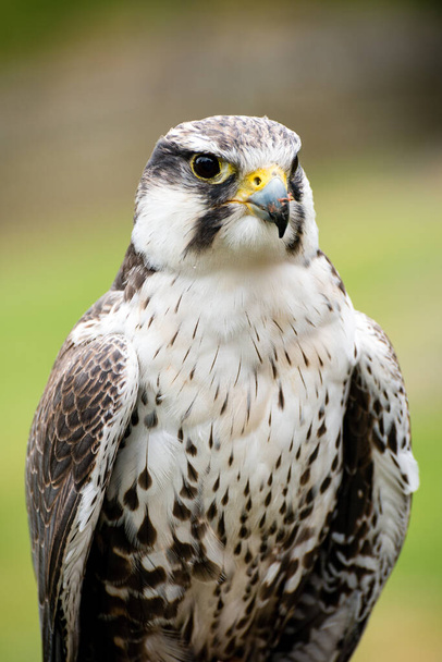 The peregrine falcon (Falco peregrinus), also known as the peregrine, and historically as the duck hawk in North America, is a widespread bird of prey (raptor) in the family Falconidae. - Photo, Image
