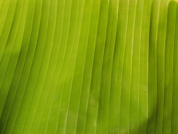 Banana fresh leaf abstract pattern line green nature background - Photo, Image