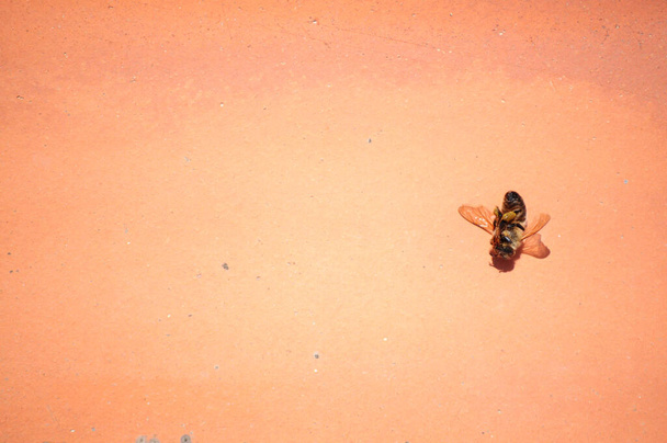 egy döglött méh fejjel lefelé. Fogalmi képalkotás egy mérgező termékekkel fertőtlenítő mezőgazdasági termelők által elpusztított méh fénymásoló terével - Fotó, kép