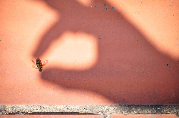 Conceptual imagery of a shadow of a human hand grabbing a dead bee killed because of chemicals from fumigants - Photo, Image