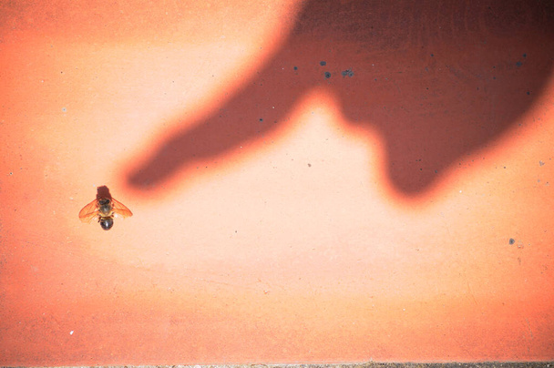 Концептуальне фото з копіювальним простором тіні людської руки, що вказує на бджолу, вбиту пестицидами
 - Фото, зображення