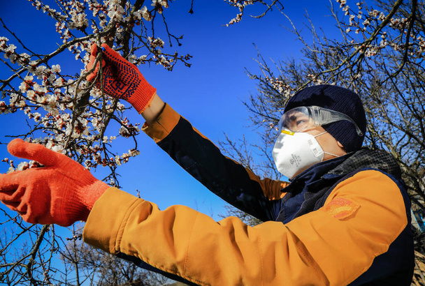 mężczyzna w rękawiczkach dotyka kwitnącej gałęzi drzewa morelowego - Zdjęcie, obraz