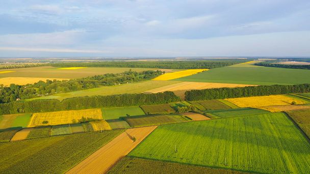 Agrarian fields with different shapes, sown with different agrarian crops, some already ripe and ready to harvest. Aerial view. - Valokuva, kuva