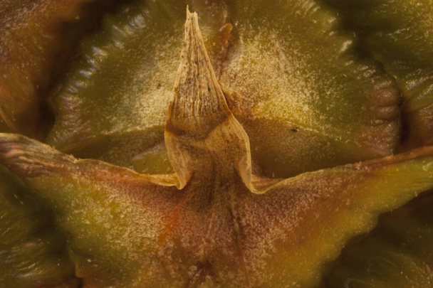 Zbliżenie skóry ananasa pokazując piękno i złożoność natury. - Zdjęcie, obraz