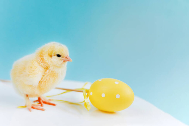 Yellow small cute chick near yellow easter egg on blue background. Concept of easter. Postcard with greetings. - Photo, Image