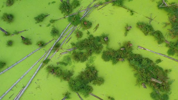 Luchtfoto van het moeras in het bos. Groene algen bedekken het gehele wateroppervlak. - Foto, afbeelding