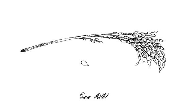 Εικονογράφηση χέρι Σχεδιασμένο σκίτσο της δέσμης της Ripe Proso κεχρί ή Panicum Miliaceum απομονώνονται σε λευκό φόντο. - Διάνυσμα, εικόνα