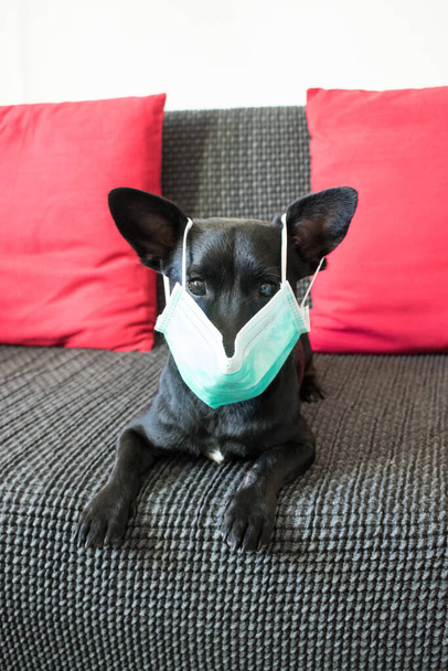 pequeno preto jovem cão no sofá closeup desgaste máscara engraçado bonito seguro
,  - Foto, Imagem