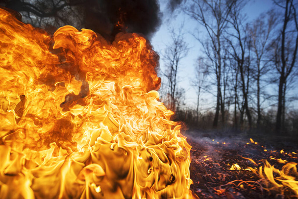 Arson of dry grass leads to mass fires, the death of plants and animals, birds, the destruction of forests, houses burn. Poisonous gases, carcinogen, are released into the air. - Photo, Image