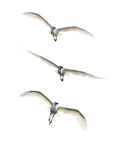 Snowy Egrets létání v bílém pozadí - Fotografie, Obrázek