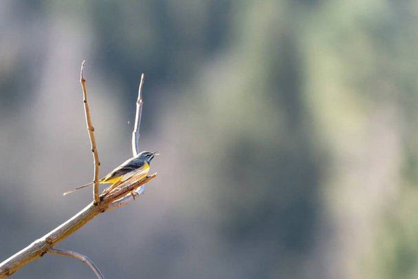 Single grey wagtail, Motacilla cinerea, sits on a branch and twitter. Blurred, bokeh background, with copy space, place for text. - Фото, изображение