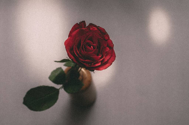 A closeup shot of a rose in a circular container behind a blurry background - Фото, изображение