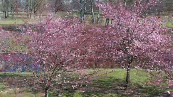 Lente sakura bloeit op een zonnige dag. Sakura bloemen bloeien. Luchtlandschap - Video