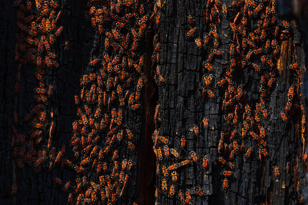 Um monte de besouros vermelhos na árvore da casca velha na foto macro primavera
 - Foto, Imagem