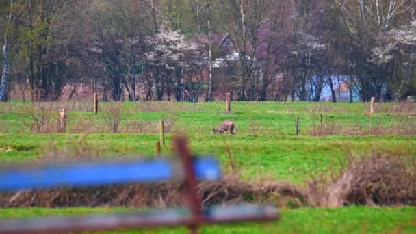 een kudde herten ligt op een veld in de natuur - Video