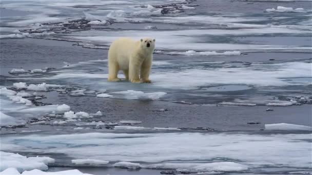 Lední medvěd kráčí po rozbitém mořském ledu - Záběry, video